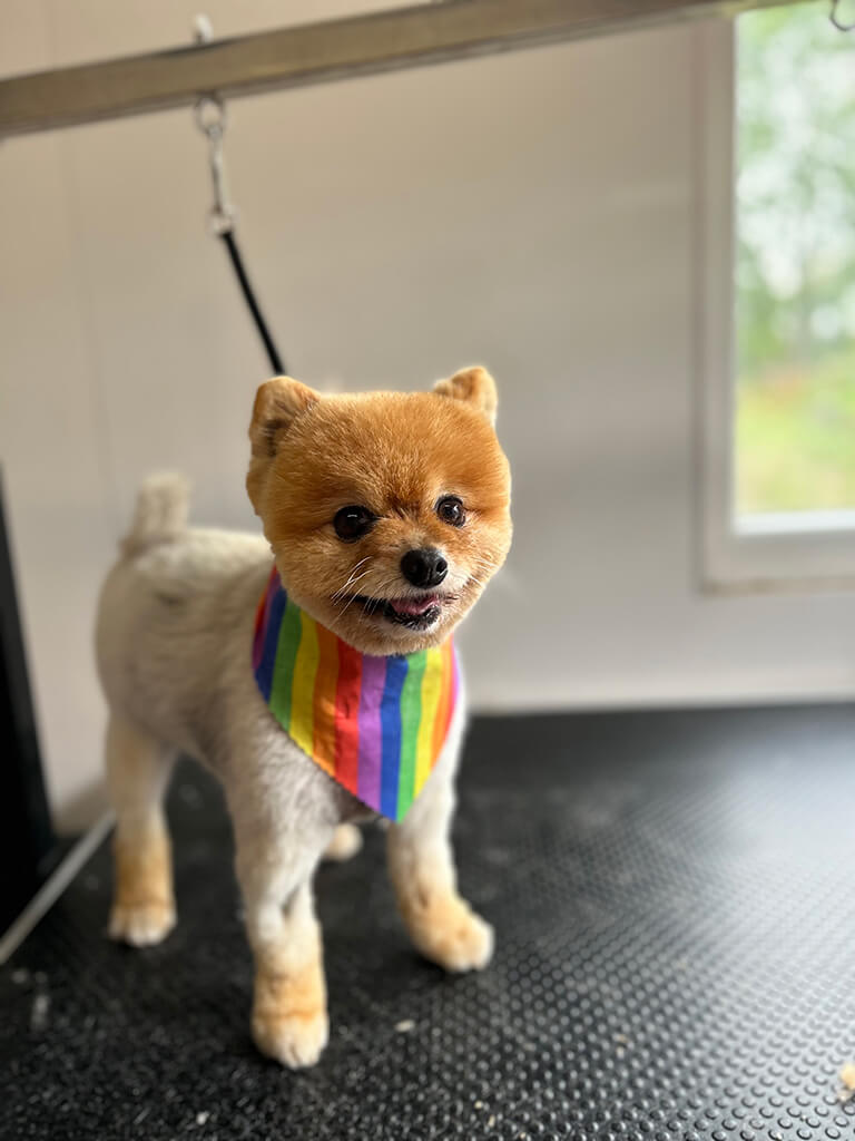 Small dog beautifully cut and washed after a grooming appointment