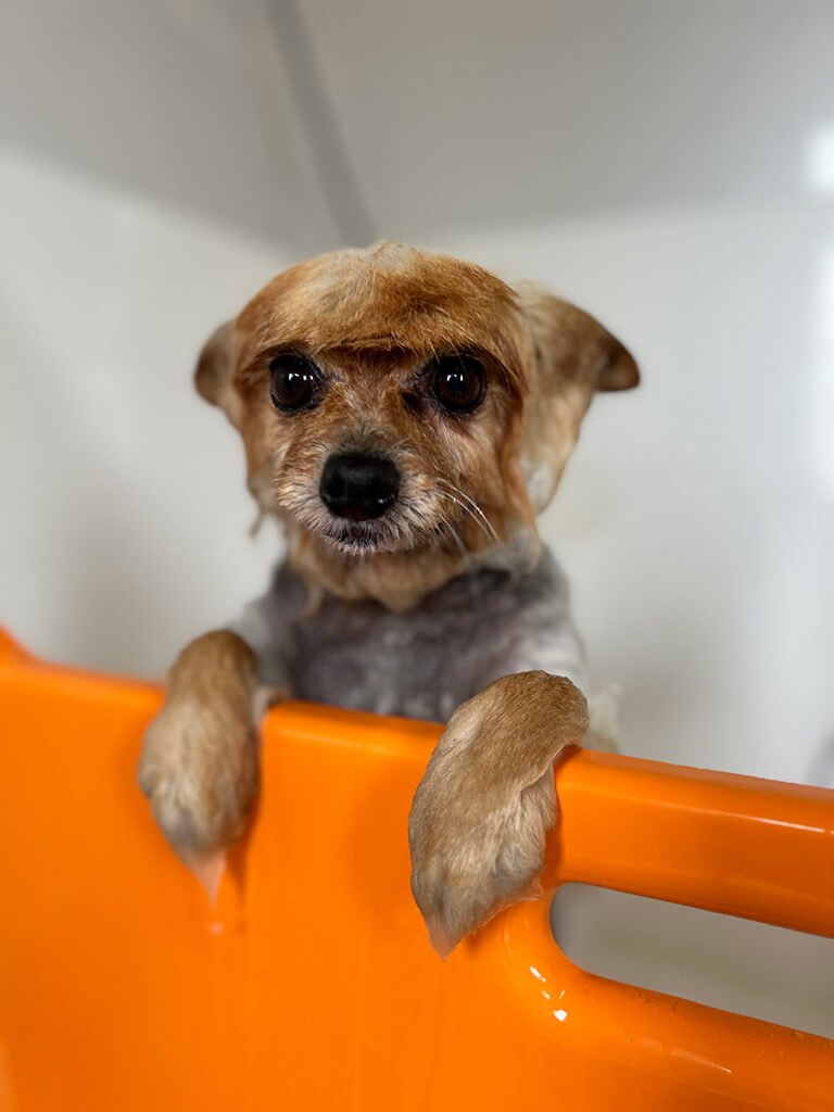 Happy dog popping up to say hello after being groomed