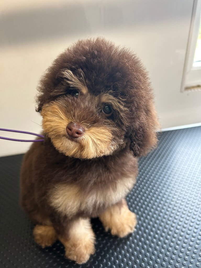 Fluffy dog freshly washed and groomed on the table