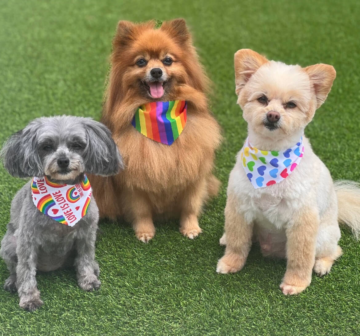 Three freshly groomed dogs sitting proudly together