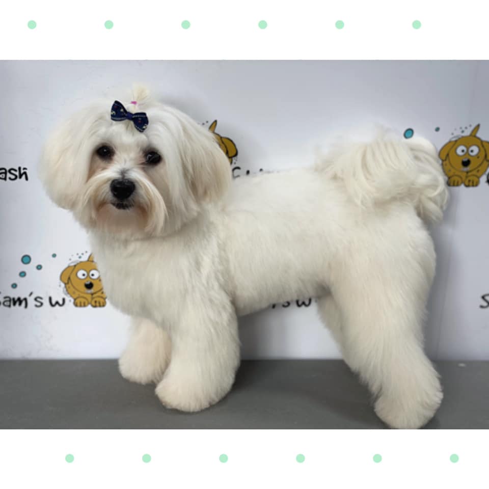 Freshly groomed dog after a spa-style grooming appointment