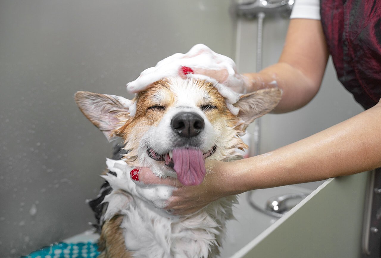 Sam's Woof Wash mobile dog groomer washing a happy dog in Bristol