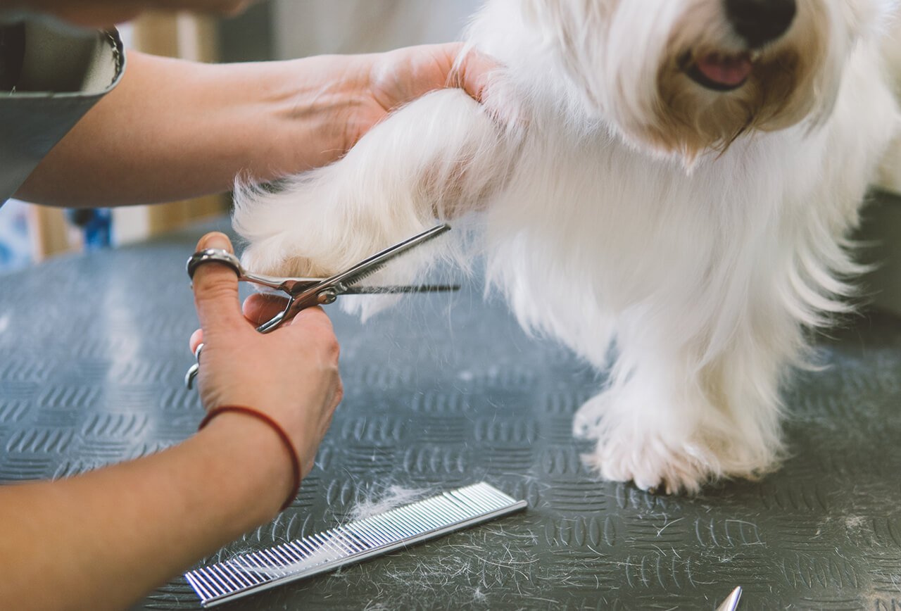 A clean dog being washed in the Sam's Woof Wash grooming studio